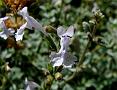 Salvia-Leaved Catmint